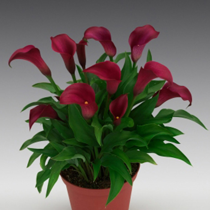 Zantedeschia Allure Yellow Leaves