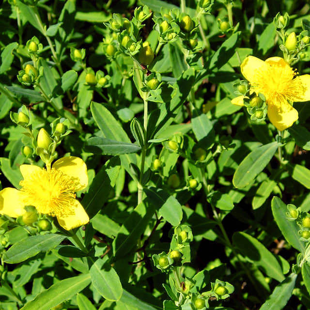 Hypericum kalmianum