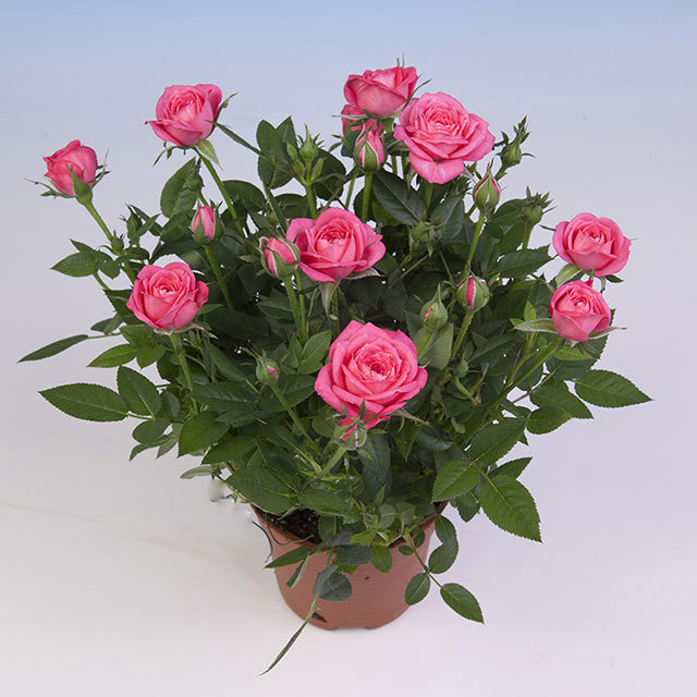 Mini Rose Hippie Star White Powder