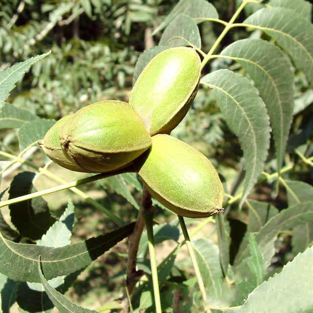 Carya illinoinensis