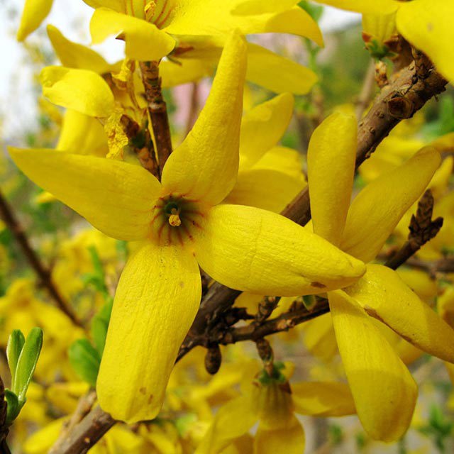 Forsythia suspensa
