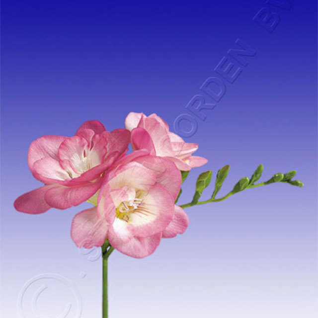 Freesia Pink Fountain Fine Webbing