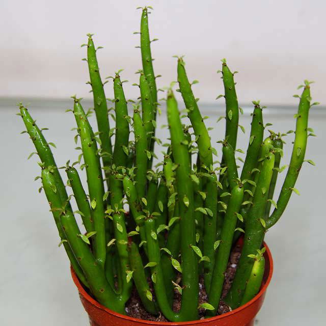 Euphorbia oncoclada White Cottony Spots