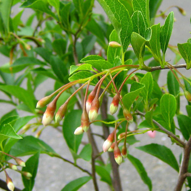 Liquidambar orientalis