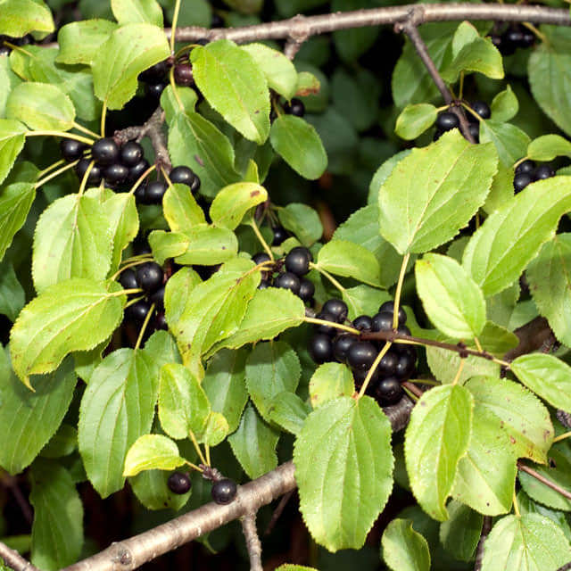 Rhamnus cathartica