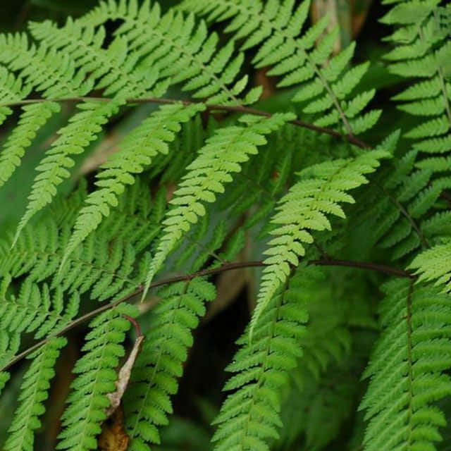 Athyrium filix-femina