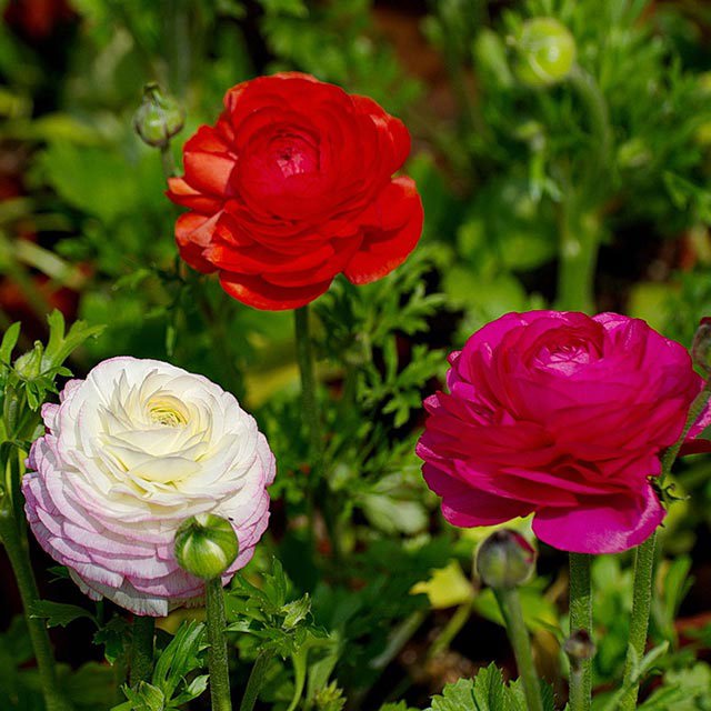 Ranunculus asiaticus