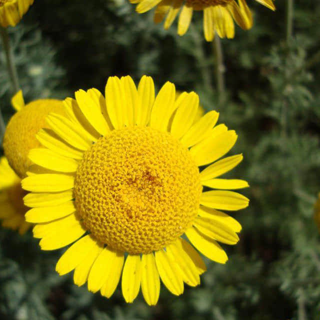 Heliopsis helianthoides