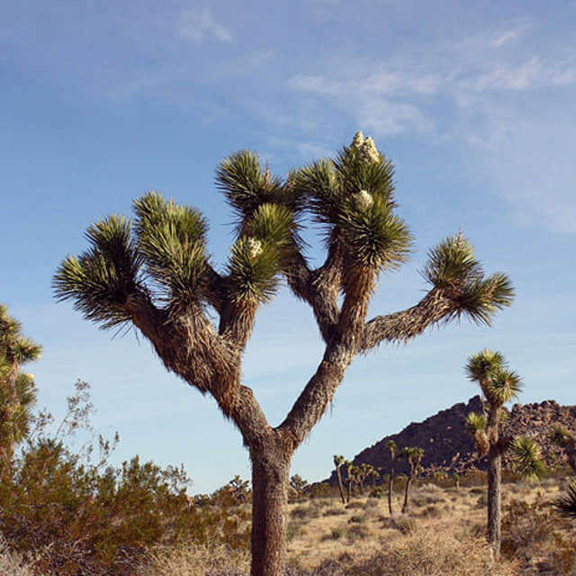 Yucca brevifolia