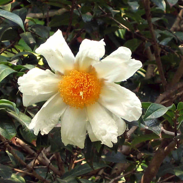 Camellia granthamiana