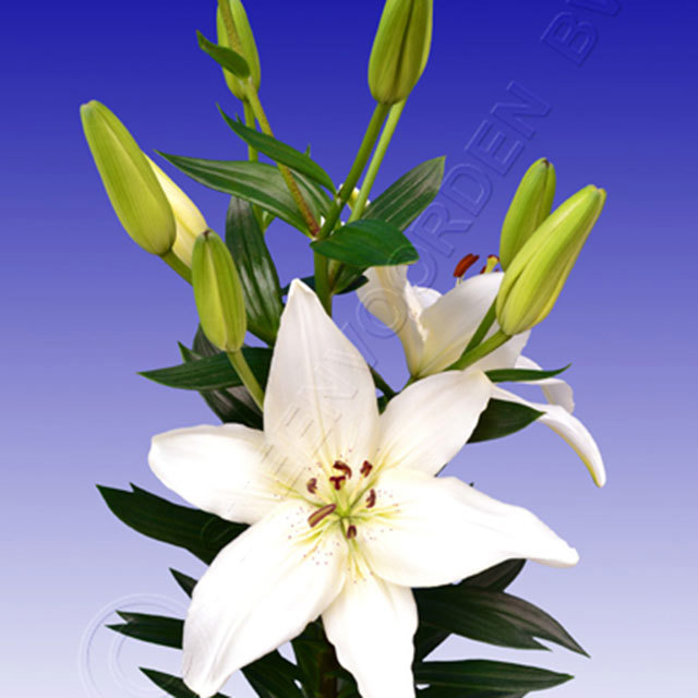 Lily New Wave White Cottony Spots