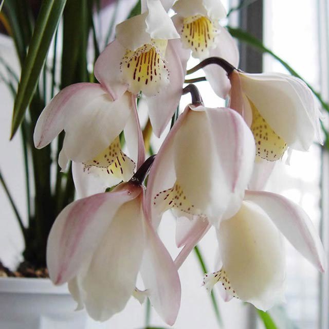 Cymbidium wenshanense