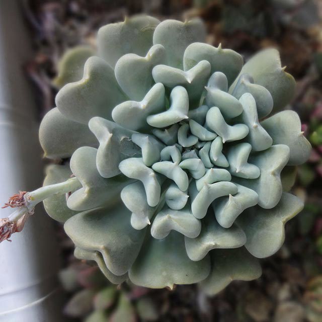 Echeveria runyonii Topsy Turvy White Cottony Spots
