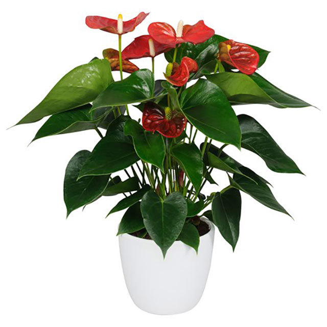 Anthurium andraeanum Sierra
