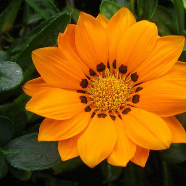 Gazania rigens