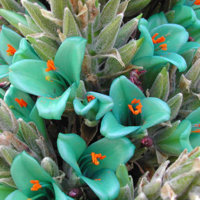 Puya chilensis