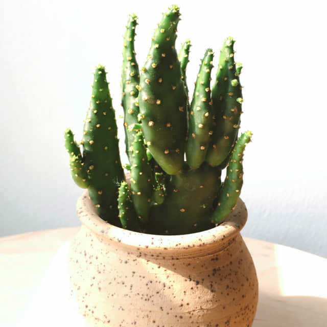 Cylindropuntia leptocaulis