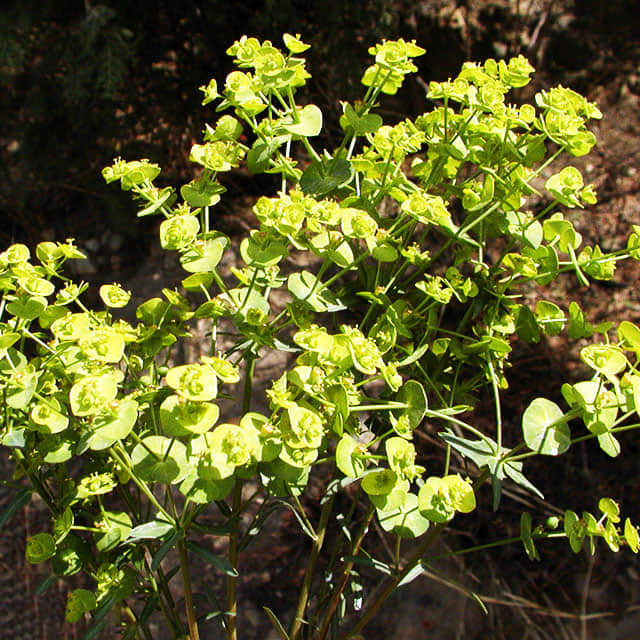 Euphorbia ingens Sudden Leaf Drop