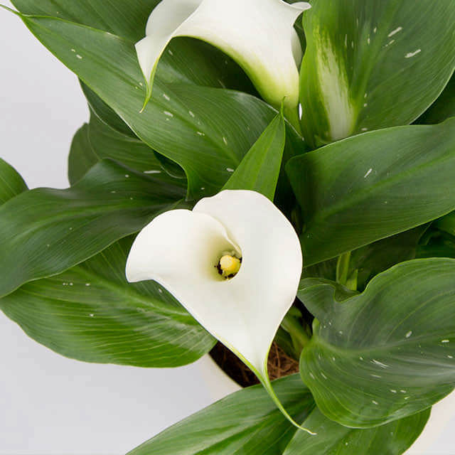 Zantedeschia aethiopica Brown Leaf Tips