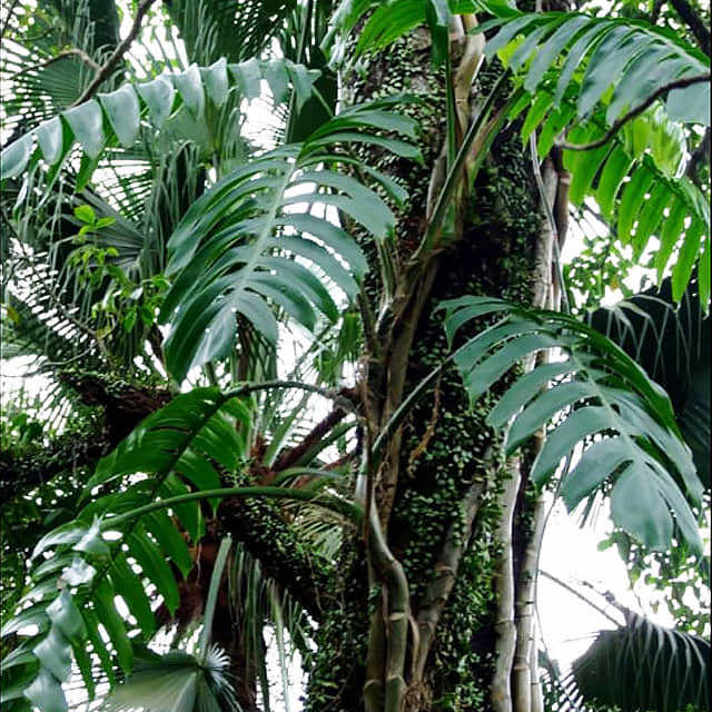Epipremnum pinnatum