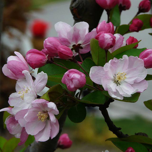 Malus micromalus Polvere bianca