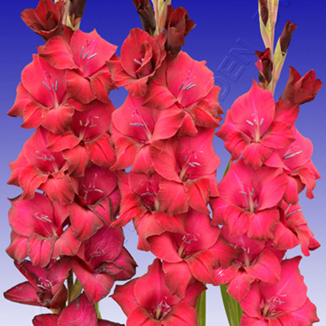 Gladiolus Rosiebee Red