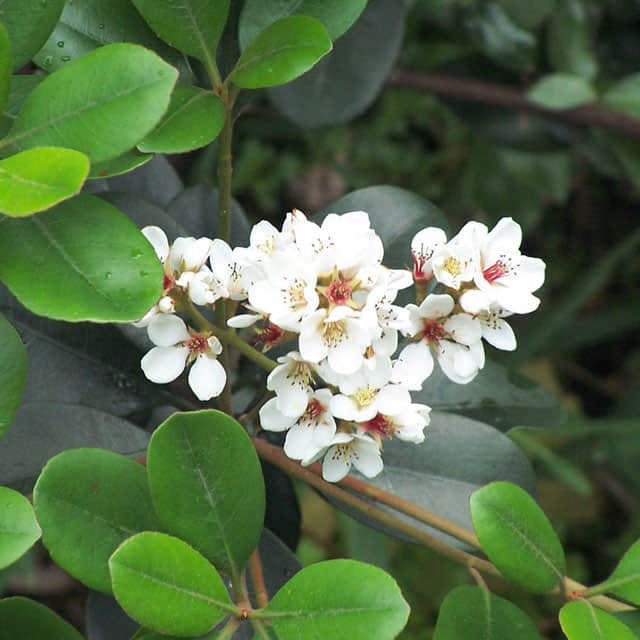 Rhaphiolepis indica