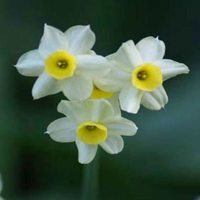 Narcissus Minnow