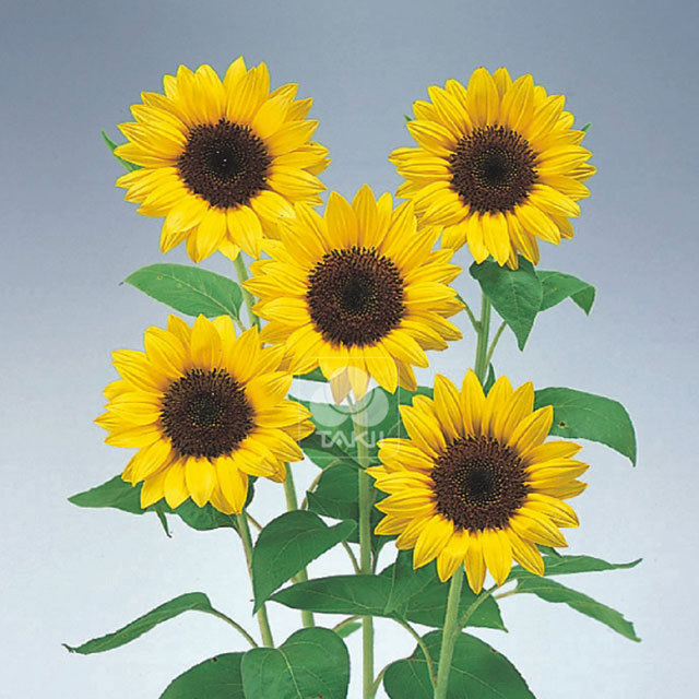 Helianthus Premier F1 Lemon