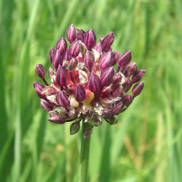 Allium scorodoprasum
