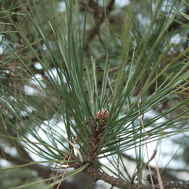 Pinus tabuliformis