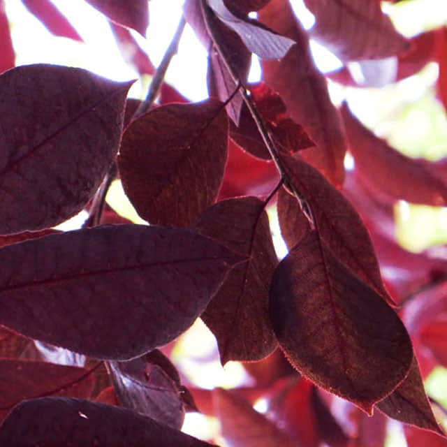 Prunus virginiana (Corrected from Prunus bilreana)