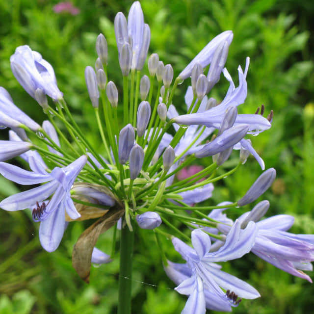 Agapanthus africanus