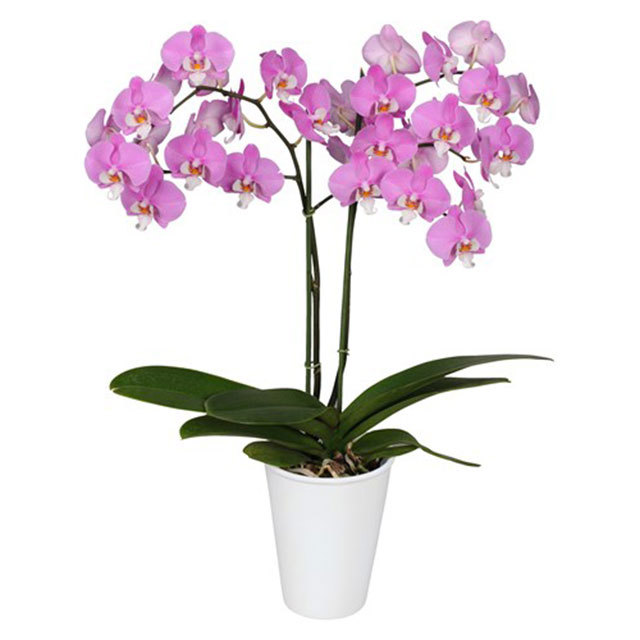 Phalaenopsis Los Angeles