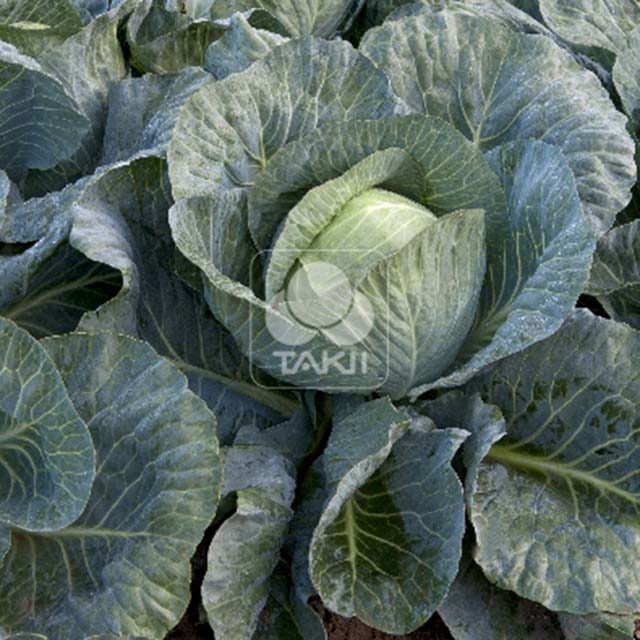 White Cabbage Strukt F1 Drooping Leaves