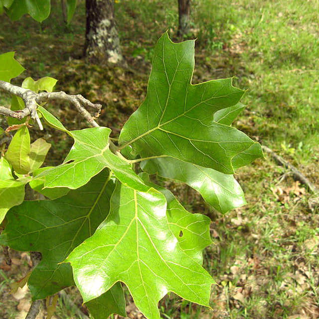 Quercus marilandica