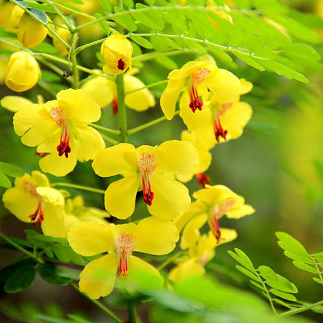 Caesalpinia decapetala