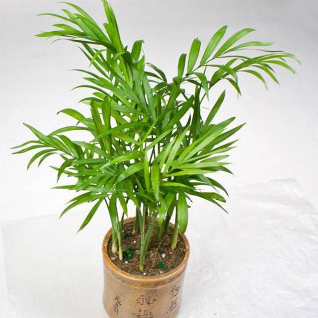 Chamaedorea elegans