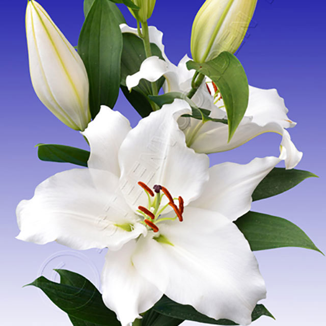 Lilium orientalis Premium Blond Drooping Leaves