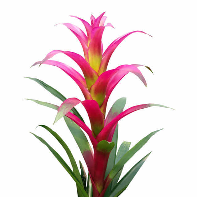 Guzmania lingulata Scarlet Star
