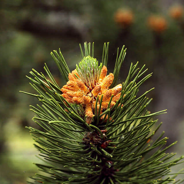 Pinus heldreichii