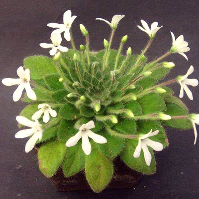 Petrocosmea kerrii