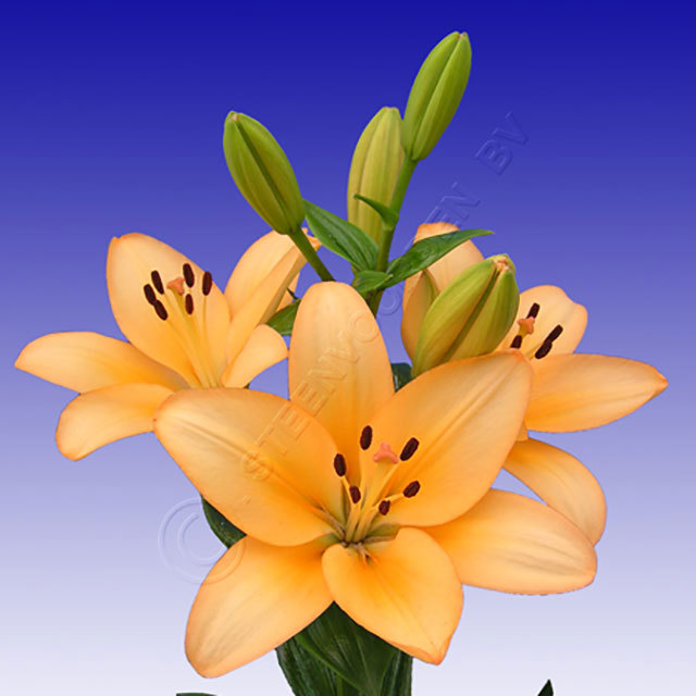 Lilium hybride Menorca Fine Webbing
