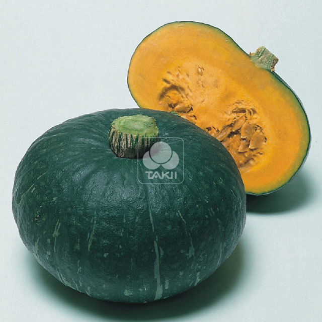 Squash Sweet Mama F1 Fine Webbing