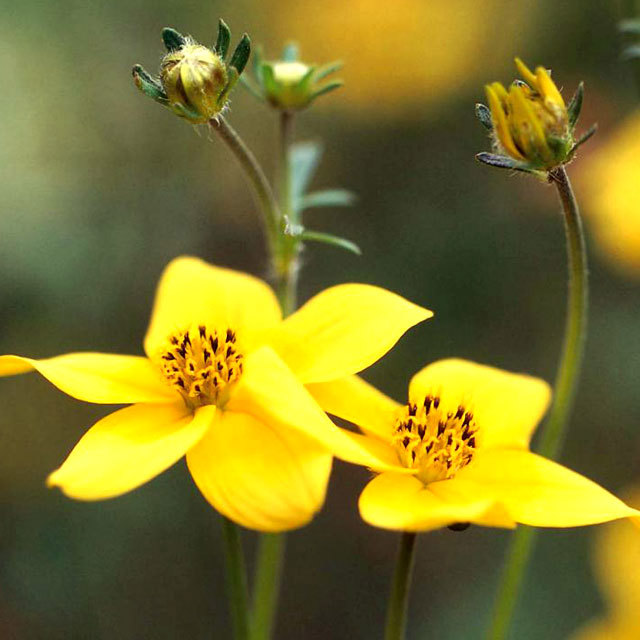 Bidens ferulifolia