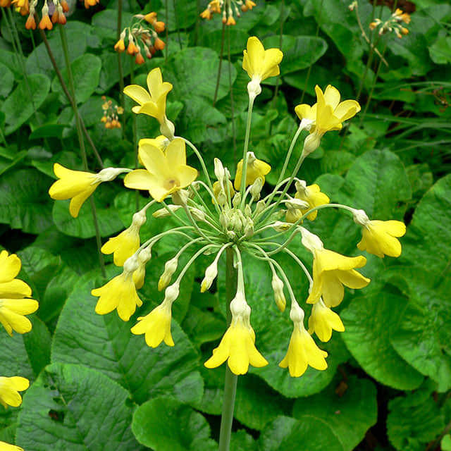 Primula florindae
