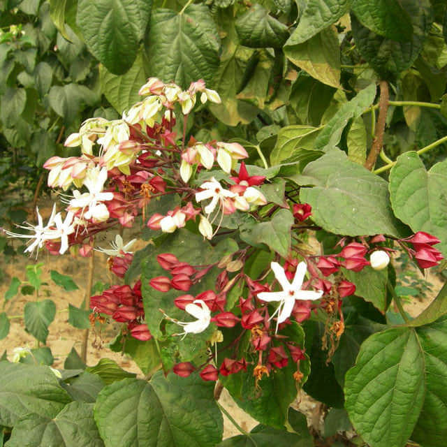 Clerodendrum trichotomum
