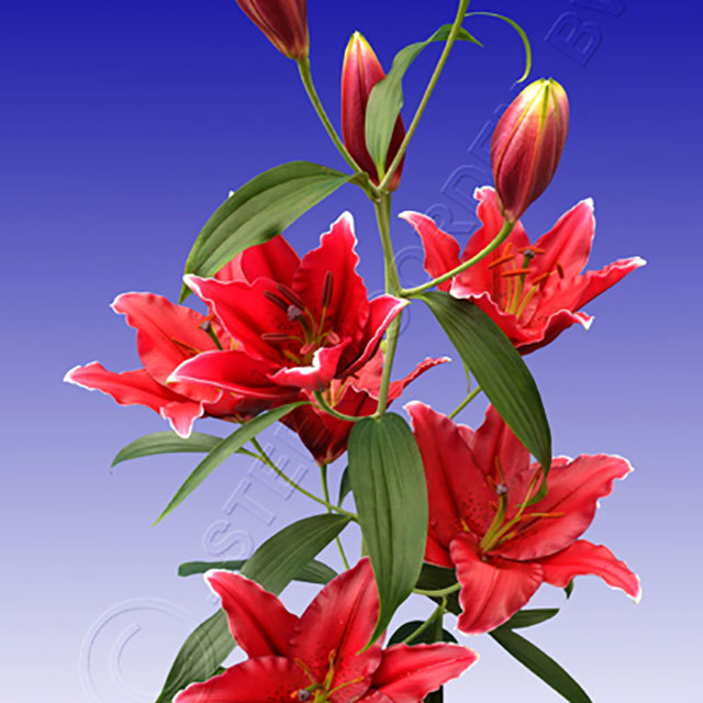 Lilium Oriental Cobra Fine Webbing