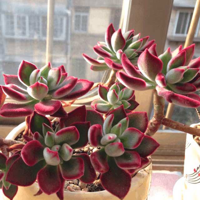 Echeveria pulvinata Ruby Blush White Powder