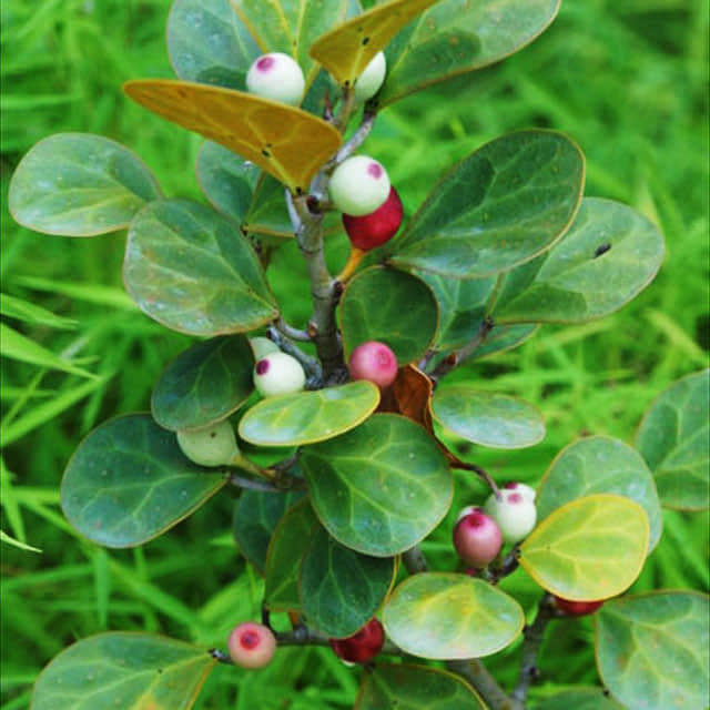 Ficus deltoidea